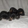 Rottwiller Puppies