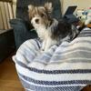 Beautiful parti yorkie for sale