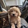 GOLDEN DOODLE MINI Puppy For Sale in West Springfield, MA USA