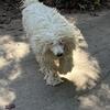 Komondor Puppies 