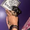CKC yorkie pups