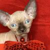 SEAL MINK SPHYNX BOY- Ready for forever home FEBRUARY 14TH 2026 PARENTS HCM SCANS