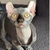 DWELF sphynx kittens females and males
