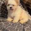 White Female Shih Tzu puppy