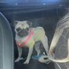1 Year-Old Female Pug – Fully Vaccinated
