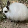 Rabbits (Several different breeds)