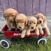 Golden Retriever Puppies For Sale 