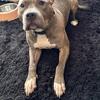 Bully for sell