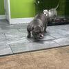 Female micro American bully