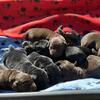 AKC English Labrador Retriever Puppies