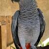 African grey male friendly 