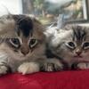 Adorable Scottish Fold Mix Kittens