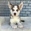 Stunning Husky Puppies - (352) 553-2778