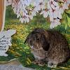 Holland Lops bunnies