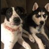 MALE HUSKY NEEDS REHOMED