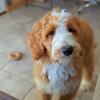 Tuxedo Goldendoodle Puppy Available