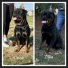 Rottweiler puppies AKC champion import bloodlines 