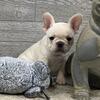 Liam- Cream male- French Bulldog for sale in KY