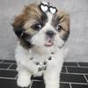 Shih Tzu Pupppy