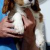 Cavalier Pups