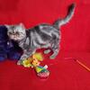 CFA Exotic Shorthair Kittens 😻ᓚ₍ ^. .^₎⋆˚🐾  Dexter BLUE TABBY KITTEN Extreme SHOW