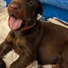 AKC Full European Doberman Pinscher Puppies