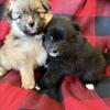 Pomeranian puppies in Houston Tx