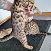 Bengal-Savannah