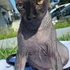 Kitten sphynx, 3 month old