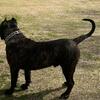 Perro de Presa Canario