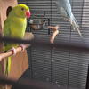 Young Indian Ringneck Hillermans Parakeet pair for sale