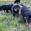 Rottweiler puppies Full AKC 