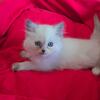 Persian cross Ragdoll kittens 