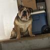 Available 3 Yr old English bulldog. New Baltimore, Michigan 