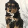 Miniature Aussiedoodles