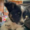 Border Pap.  Papi Collie.  Hybrid Mini Border Collies