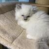 Ragamuffin kitten SINCLAIRVILLE NY.14782