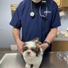 Akc Shihtzu