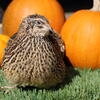 Quail