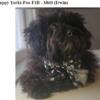 Yorki Poo Puppy 