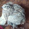Coturnix & Button quail 