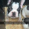 Frenchie puppy