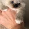 Color Point Siberian kittens available!