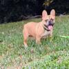 AKC French Bulldog Male 