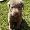 AKC silver and charcoal Labrador retrievers 