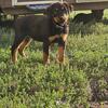 AKC Female Rottweiler