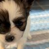 Papillon puppies 