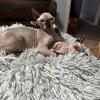 Female 5 month old sphynx girl kitten $800 last one 