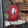 Greenwing Macaw 