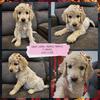 Goldendoodle- Fruit loops 